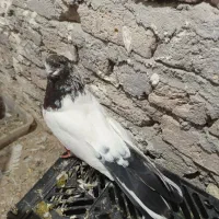 کله دمی نوک ریز