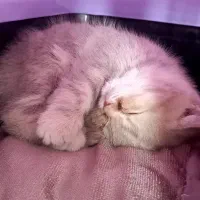 واگذاری گربه