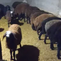 بره نر و ماده میش شیشک