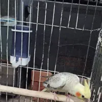 طوطی عروس هلندی|پرنده|نقده, |دیوار