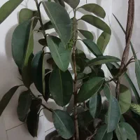 فروش گیاهان اپارتمانی|گل و گیاه طبیعی|اصفهان, شاه پسند|دیوار