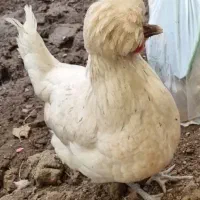 مرغ لهستانی تخم گذار