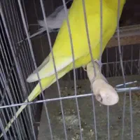 مرغ عشق انگلیسی با قفس|پرنده|تهران, نارمک|دیوار