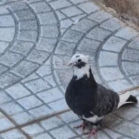 ماده کفتر عالی