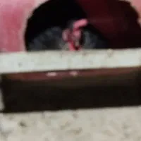 مرغ کرک|حیوانات مزرعه|برازجان, |دیوار