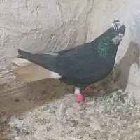 پروانه|حراج|اسفراین, |دیوار