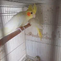 عروس با جوجه وجفت مولد وجوجه برای دستی کردن|پرنده|مشهد, سرافرازان|دیوار
