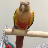 گرینچیک نر اماده دستی سخنگو تست دار