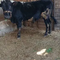 گوساله نر هلشتاین 8 ماهه زنده خواستی کشتار هم میدم