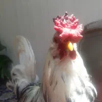 خروس گلین