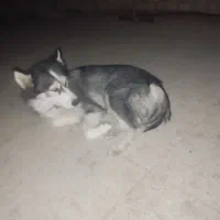 سگ هاسکی|سگ|تهران, پارک شهر|دیوار