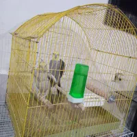 عروس هلندی