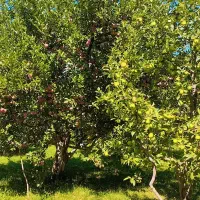 سیب زرد و قرمز