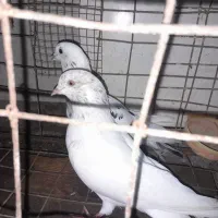 کبوتر|پرنده|میناب, |دیوار