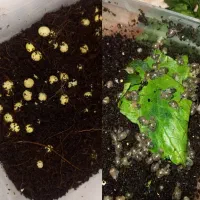 خاویار و بچه حلزون آچتینا