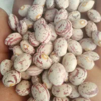 لوبیا چیتی درجه یک بوجاری شده