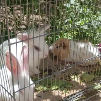 دوتا خرگوش لپ و یک خوکچه هندی خوشگل