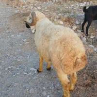 قوچ.نری.بره.کهره.بز