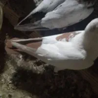 دم سرخ دورگ|پرنده|اصفهان, روشن‌دشت|دیوار
