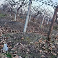 جم کردن چوب درختان کیوی