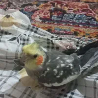 عروس هلندی