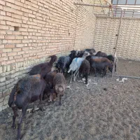 میش افشار