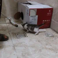 بچه گربه ناناز رایگان