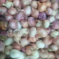 پیاز محلی متوسط شیرین|خوردنی و آشامیدنی|قائن, |دیوار