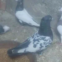 کبوتر سروته معاوضه با طوقی