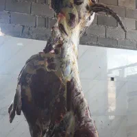 گوساله سیمینتال نر