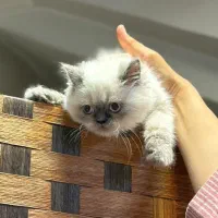 یک دنیا عشق در یک توپپشم کوچک|گربه|سنندج, |دیوار