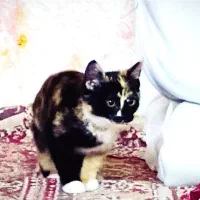 بچه گربه رایگان
