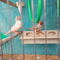 فنچ|پرنده|فولادشهر, C3|دیوار