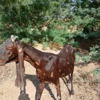 بز پاکستانی