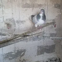 کبوتر بدرنگ نر بدون تو دست ودم|پرنده|کازرون, |دیوار