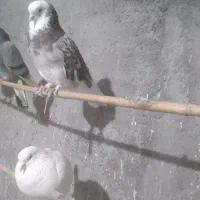 سلام کبوتر هما نر