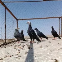 سوسکی زات دار  و سرو کله دار اصل اصل جنس