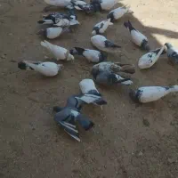 کبوترکله دمسبز