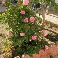 استخدام کارگر ساده