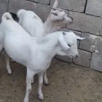 کهره سومال|حیوانات مزرعه|بستک, |دیوار