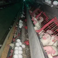 نیروی کار|استخدام صنعتی، فنی، مهندسی|بهار, |دیوار