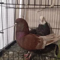 کبوتر پرشی نروماده ضمانتی به شرت پرش