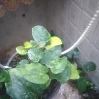 گل مقاوم  با گلدان.. مناسب روز زن.|گل و گیاه طبیعی|دزفول, |دیوار