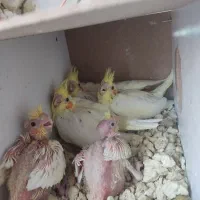 جوجه عروس هلندی