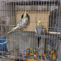 دوجفت عروس