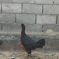 مرغ لاری کرچ با دوتا جوجه محلی|حیوانات مزرعه|سیمین شهر, |دیوار