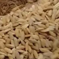چلتوک چمپای چین