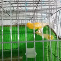 قناری نر پرتقالی