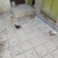 کبوتر|پرنده|شیراز, دینکان|دیوار