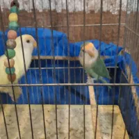 طوطی برزیلی مولد